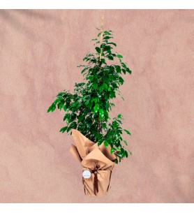 Ficus Benjamin Plant
